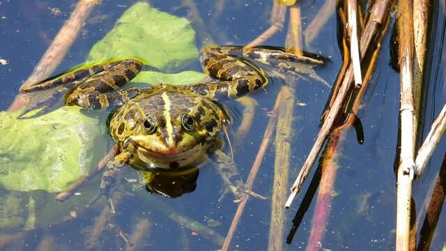 Wasserfrosch oder Gr&uuml;nfrosch