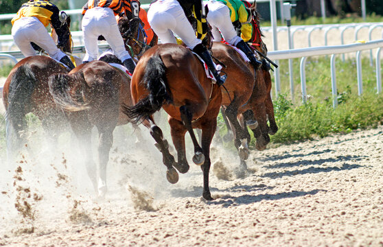 Horses running at the sandy track.