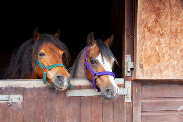 Two pretty ponies looking over the stable door of the stable they are shut in. Sharing a stable and having company.