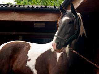 Close up shot of beautiful black and white horse standing on stable yard, alert and looking towards the camera.