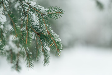 Wet snow on pine tree branches in a park. White snow background. Winter weather and forecast concept. Closeup, copy space, selective focus