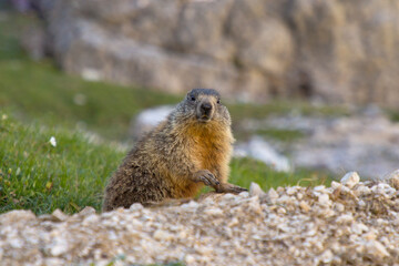 Naklejka na ściany i meble Alpine marmot (Marmota marmota) is a large ground-dwelling squirrel, from the genus of marmots.