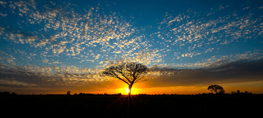 Panorama silhouette tree in africa with sunset.Tree silhouetted against a setting sun.Dark tree on...