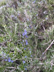 Romarin sauvage Corse