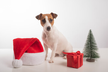Dog jack russell terrier getting ready for christmas.