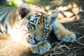 Sweet tiger baby is lying sleep on the land.