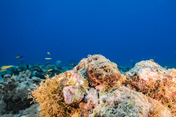 Fototapeta na wymiar Seascape with Scorpionfish, coral, and sponge in the coral reef of the Caribbean Sea, Curacao