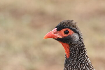 Red-necked Spurfowl Addo Elephant Park
