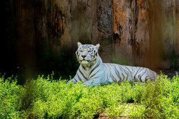 White tiger is sitting on the ground behind a cage.
