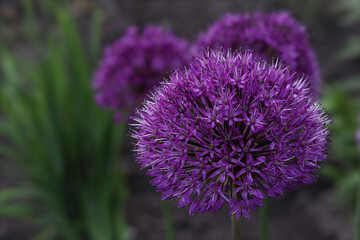 Purple onion flower on green blurred background. Allium flowering onion with violet flower ball.Macro photo with selective soft focus. Close-up of a Allium Giganteum flower.