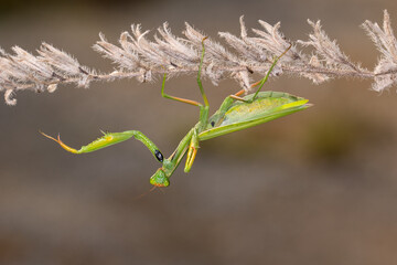 European mantis (Mantis religiosa) is a large hemimetabolic insect in the family of the Mantidae.
