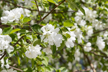 Blooming apple tree with white flowers and green fresh leaves and buds is on a blue sky background in a park in spring