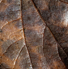 Close up of a brown leaf with fine structures