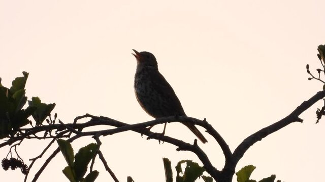 Wiesenpieper&nbsp;(Anthus pratensis)