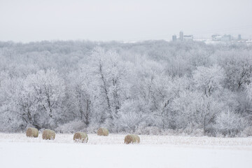 Snowy Hay Day