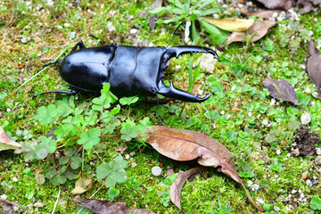 パラワンオオヒラタクワガタ
