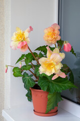 Lovely tuberous begonia blooms on the balcony. Home flowers, hobbies, lifestyle.