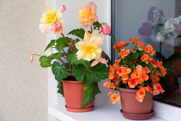Lovely tuberous begonia blooms on the balcony. Home flowers, hobbies, lifestyle.