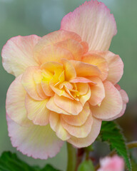 Lovely tuberous begonia blooms on the balcony. Home flowers, hobbies, lifestyle.