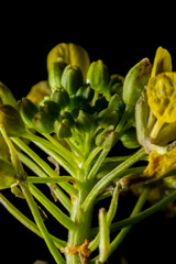 Close up of yellow rapeseed flowers