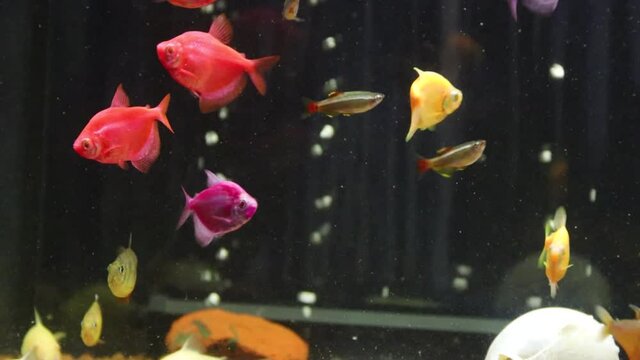 aquarium with fish	