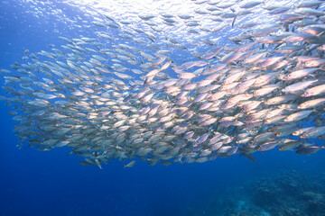 Fototapeta na wymiar Seascape with Bait Ball, School of Fish in the coral reef of the Caribbean Sea, Curacao