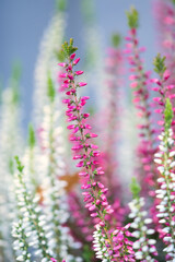 Autumn heather macro background, soft delicate mauve pink and white flower buds and green twigs in the evening sunlight blurred gray bokeh background, atmospheric mood