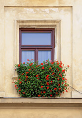 Old building facade with window with geranium