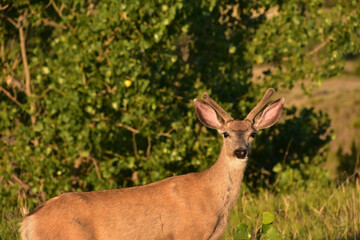 Adorable Young Buck During the Golden Hour