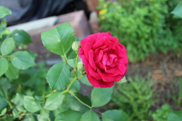 Rote Rose im Garten