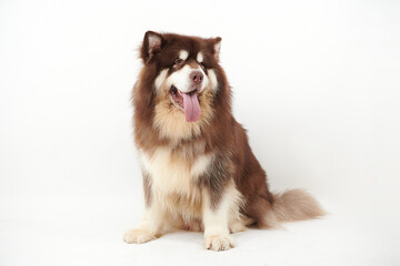 Alaskan Malamute dog on white background.