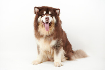 Obraz premium Alaskan Malamute dog on white background.
