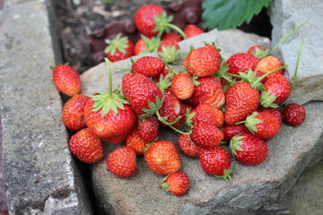 Erdbeeren