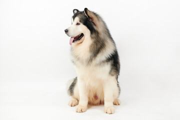 Alaskan Malamute dog on white background.