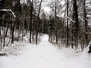 forest in winter