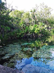 Cenote au Mexique, Akumal
Cenote in Mexico, Akumal
