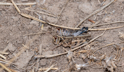 A Big-headed Grasshopper (Aulocara elliotti) Perched on the Ground on Dried Vegetation