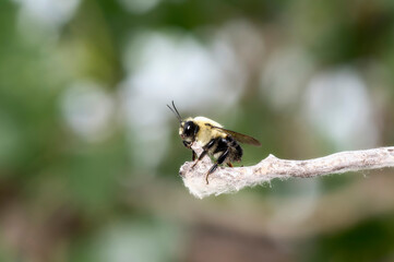 A Brownbelted Bumble Bee (Bombus griseocollis) Perched on the End of a Stick