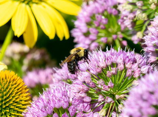 A Brownbelted Bumble Bee (Bombus griseocollis) Seeking Pollen on Colorful Flowers
