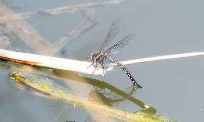 A Female Blue-eyed Darner (Aeshna multicolor) Ovipositing Eggs into Water While Perched on a Stick