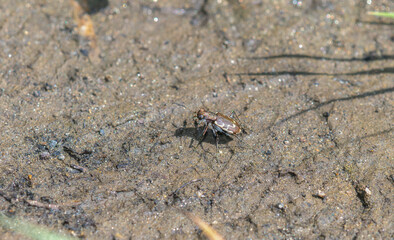 A Bronzed Tiger Beetle (Cicindela repanda) Perched on the Muddy Ground Hunting Prey