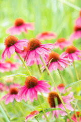 Fototapeta premium Beautiful Magenta, Gold and White Cone Flowers