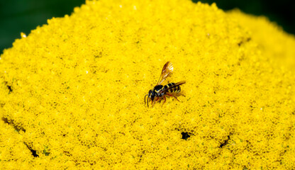 A Coneflower Painted-Dark Bee (Stelis rudbeckiarum) Seeks Pollen on a Bright Yellow Flower Head
