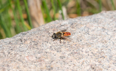 A Dimorphic Sickleleg (Polydontomyia curvipes) Perched on a Rock in Colorado