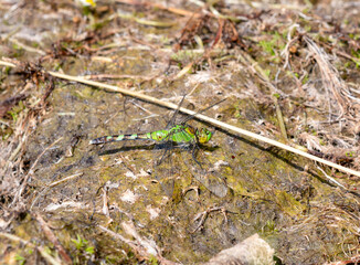 A Bright Green Eastern Pondhawk (Erythemis simplicicollis) Dragonfly Perched on Wet Mossy Ground