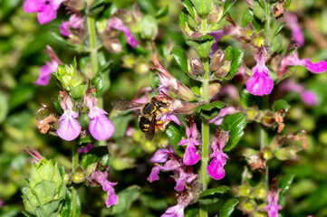 A European Wool Carder Bee (Anthidium manicatum) Seeks Pollen on Bright Purple Flowers