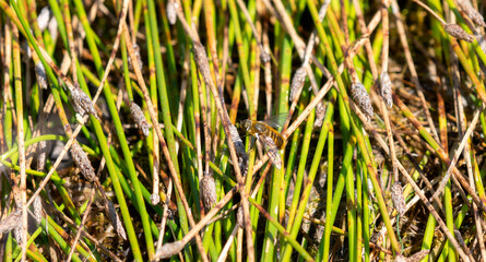 A Large Furry Bee Fly in the Genus Villa Perched on Reeds at a Small Pond in the Mountains of Colorado