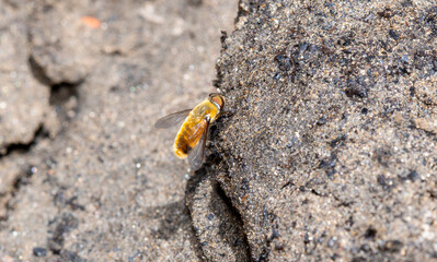 A Large Furry Bee Fly in the Genus Villa Perched on a Rock in the Mountains of Colorado