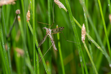 A Large Crane Fly in the Genus Tipula Perches on Rushes at a High Mountain Lake in Colorado
