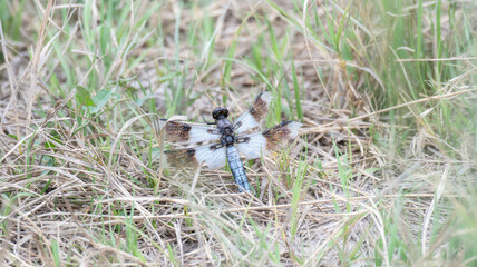 A Tattered Desert Whitetail (Plathemis subornata) Perched on the Ground on the Plains of Eastern Colorado